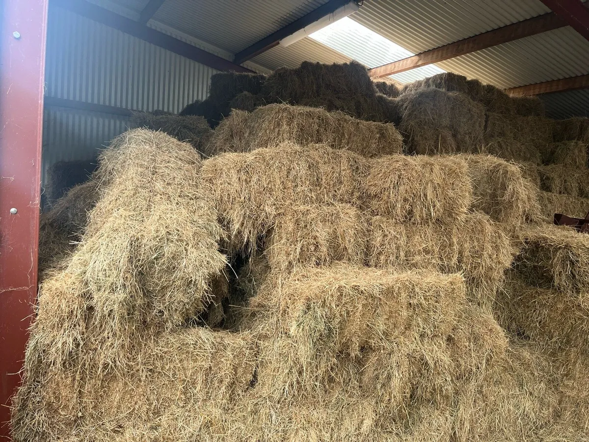 Hay square bales - Image 4