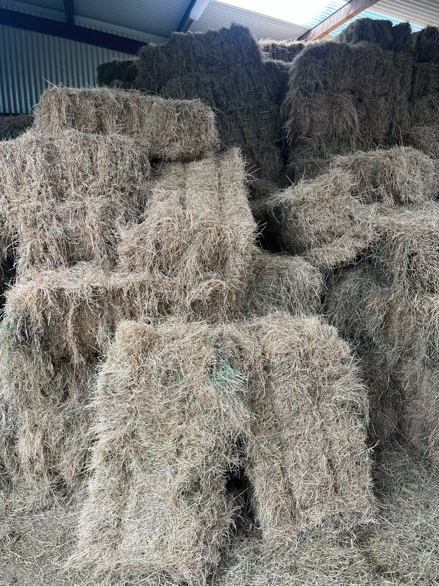 Hay square bales - Image 2