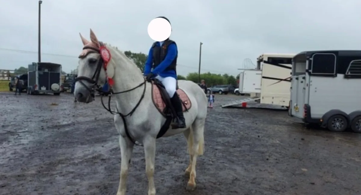 Betty Blue Pure Bred Connemara Pony✨ - Image 1