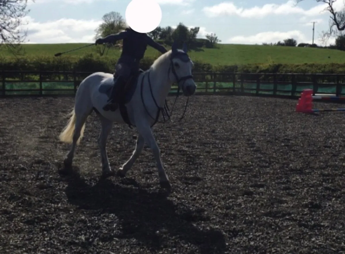 Betty Blue Pure Bred Connemara Pony✨ - Image 2