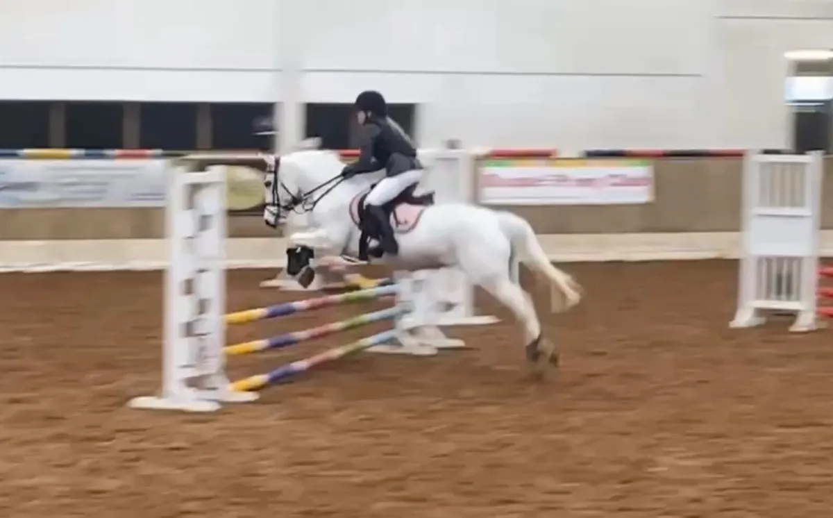 Betty Blue Pure Bred Connemara Pony✨ - Image 3