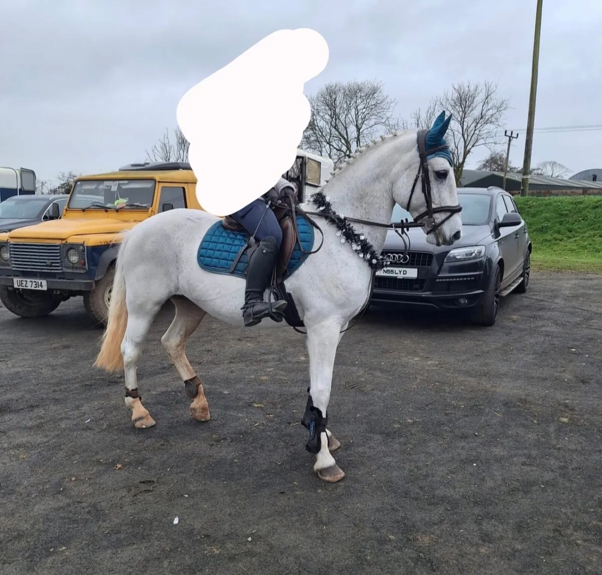 Betty Blue Pure Bred Connemara Pony✨ - Image 4