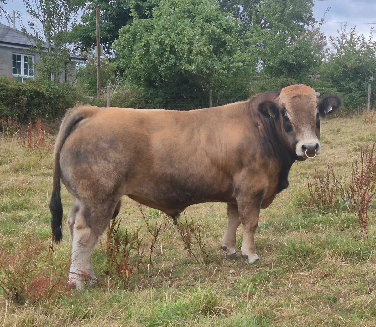 Aubrac Bull - Image 1