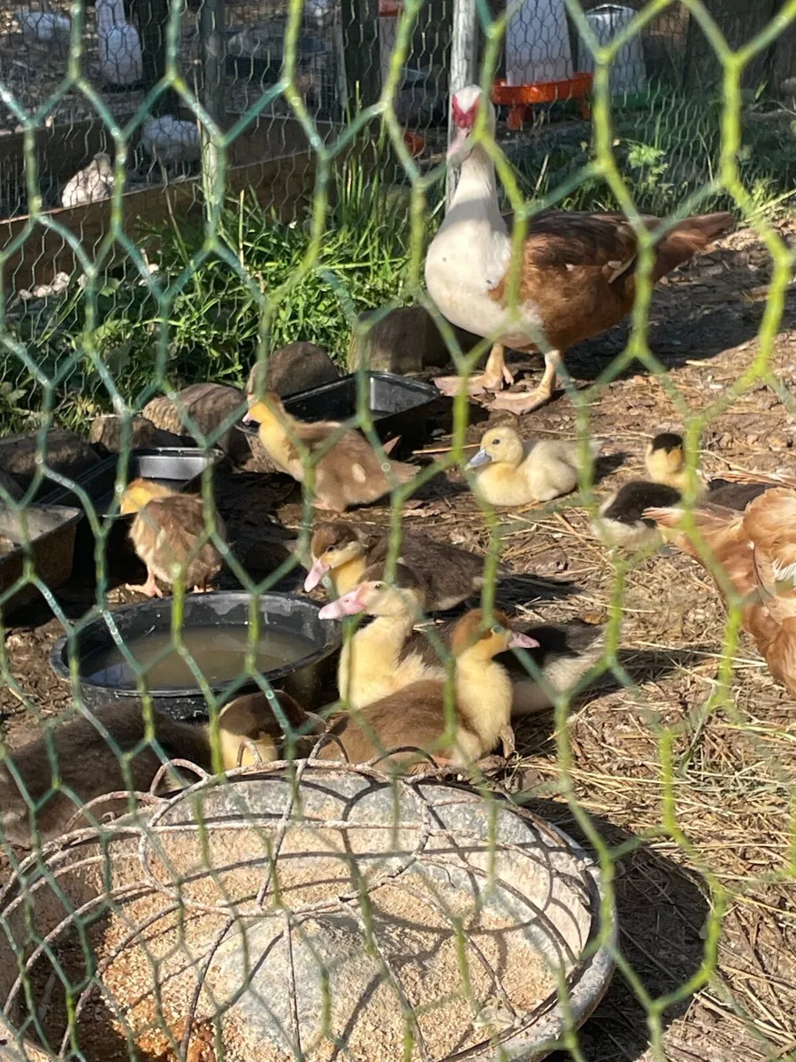 Muscovy ducklings and silkie chicks - Image 1