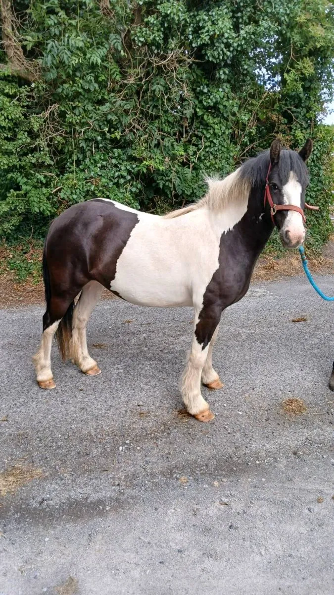 Pony 12.2hh - Image 1
