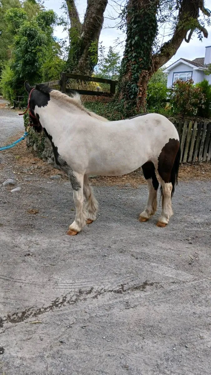 Pony 12.2hh - Image 2