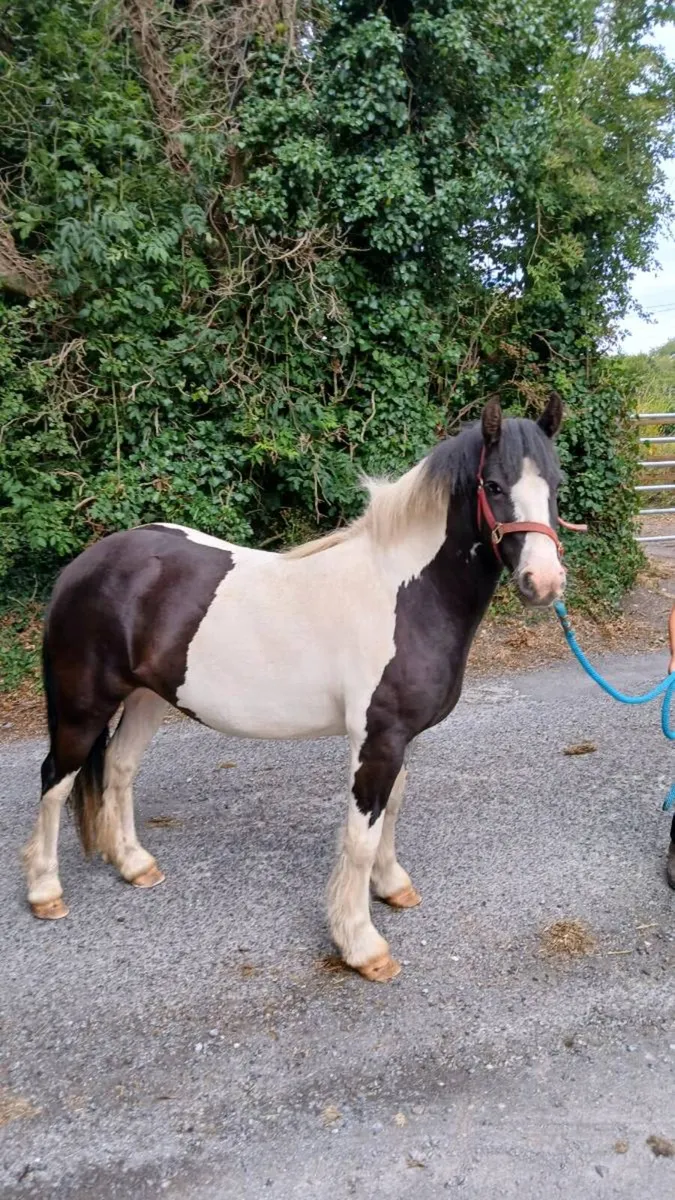 Pony 12.2hh - Image 3