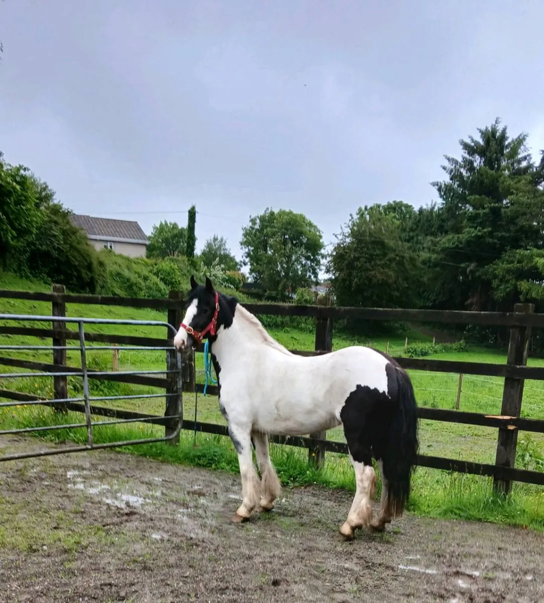 Pony 12.2hh - Image 4