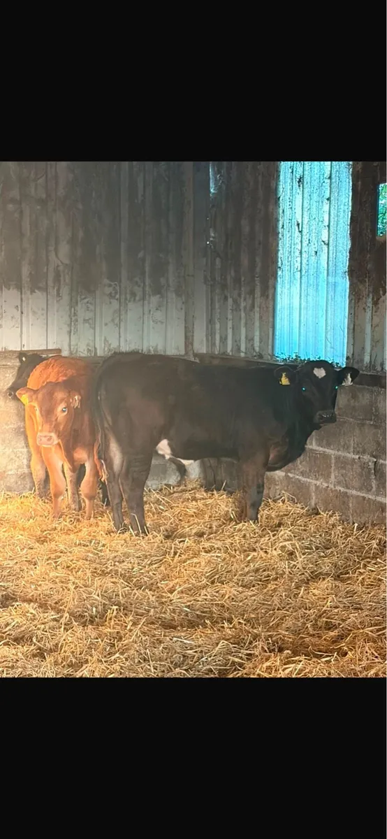 3 LMx Bull Weanlings - Image 1