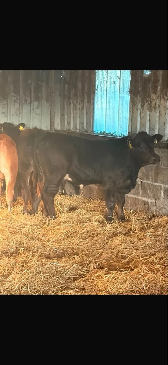 3 LMx Bull Weanlings - Image 2