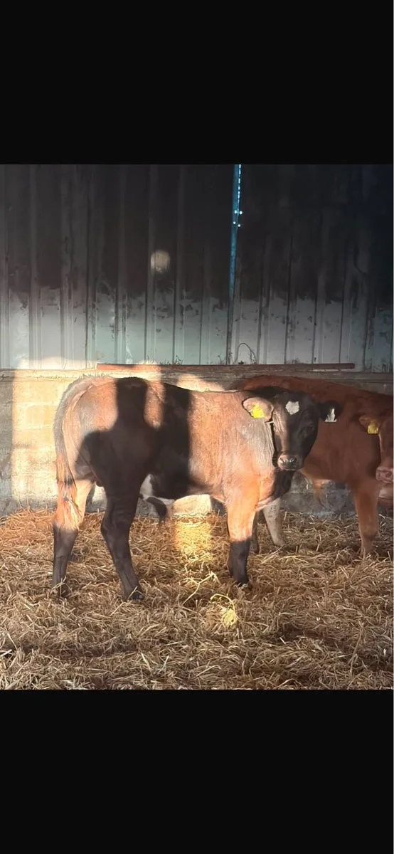 3 LMx Bull Weanlings - Image 3