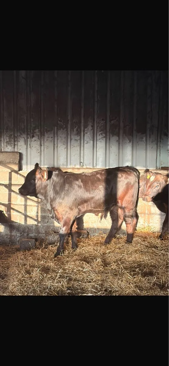 3 LMx Bull Weanlings - Image 4