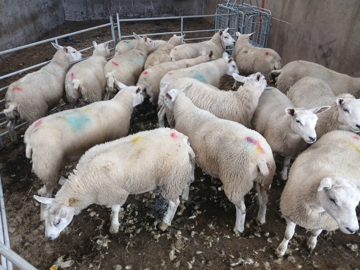 Ewe lambs - Image 2