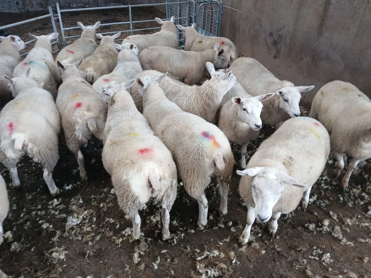 Ewe lambs - Image 3