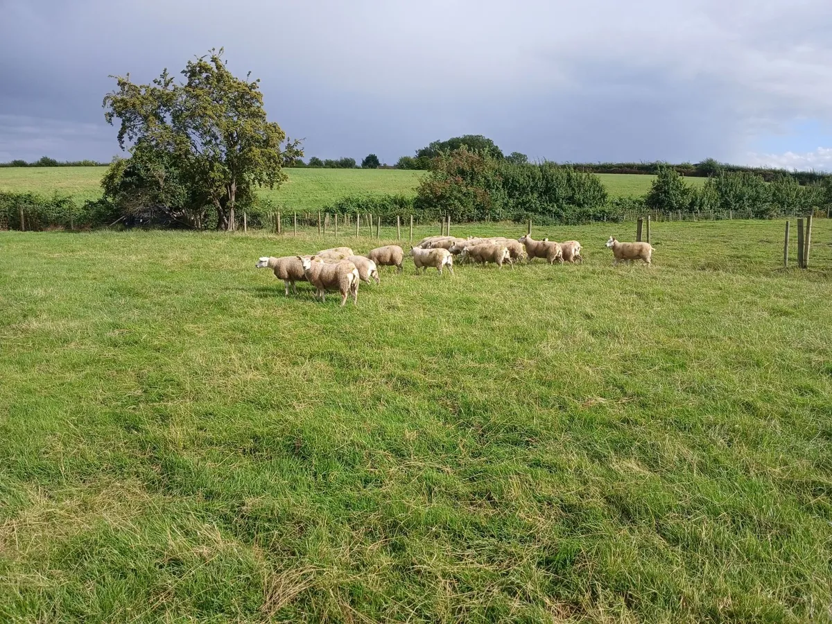 Ewe lambs - Image 4