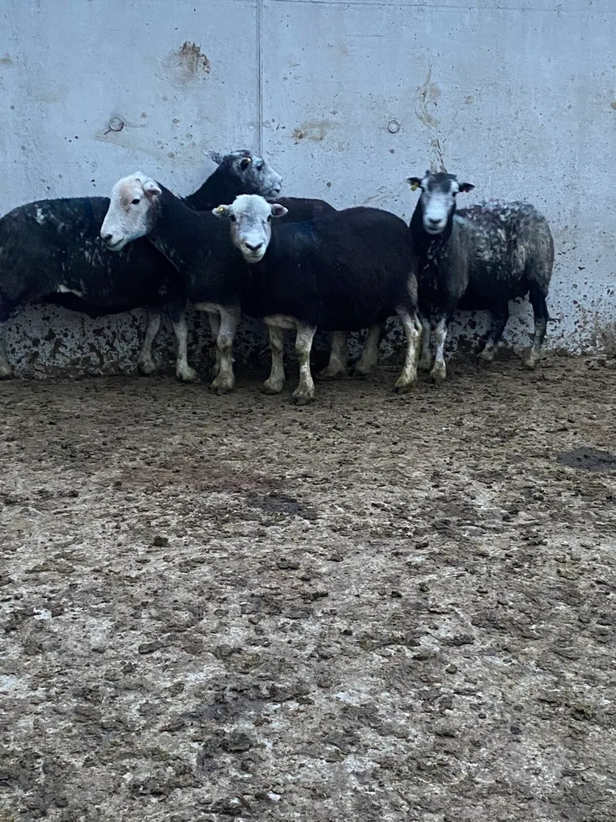 Herdwick ewes - Image 1