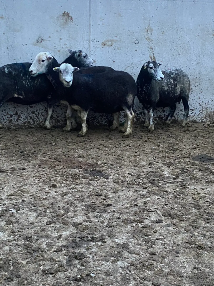 Herdwick ewes - Image 2