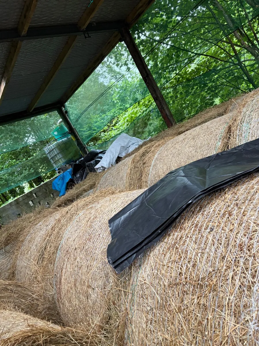 Hay - Image 2