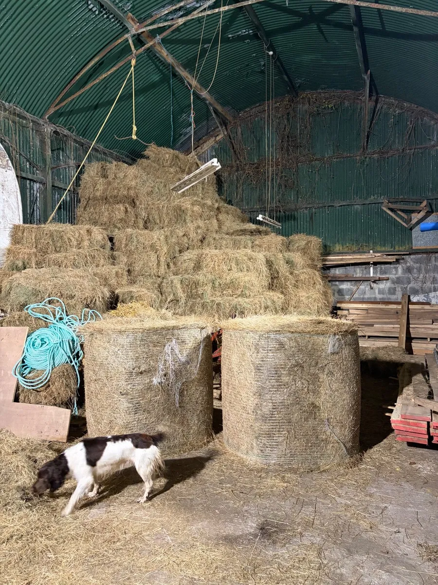 Hay - Image 3