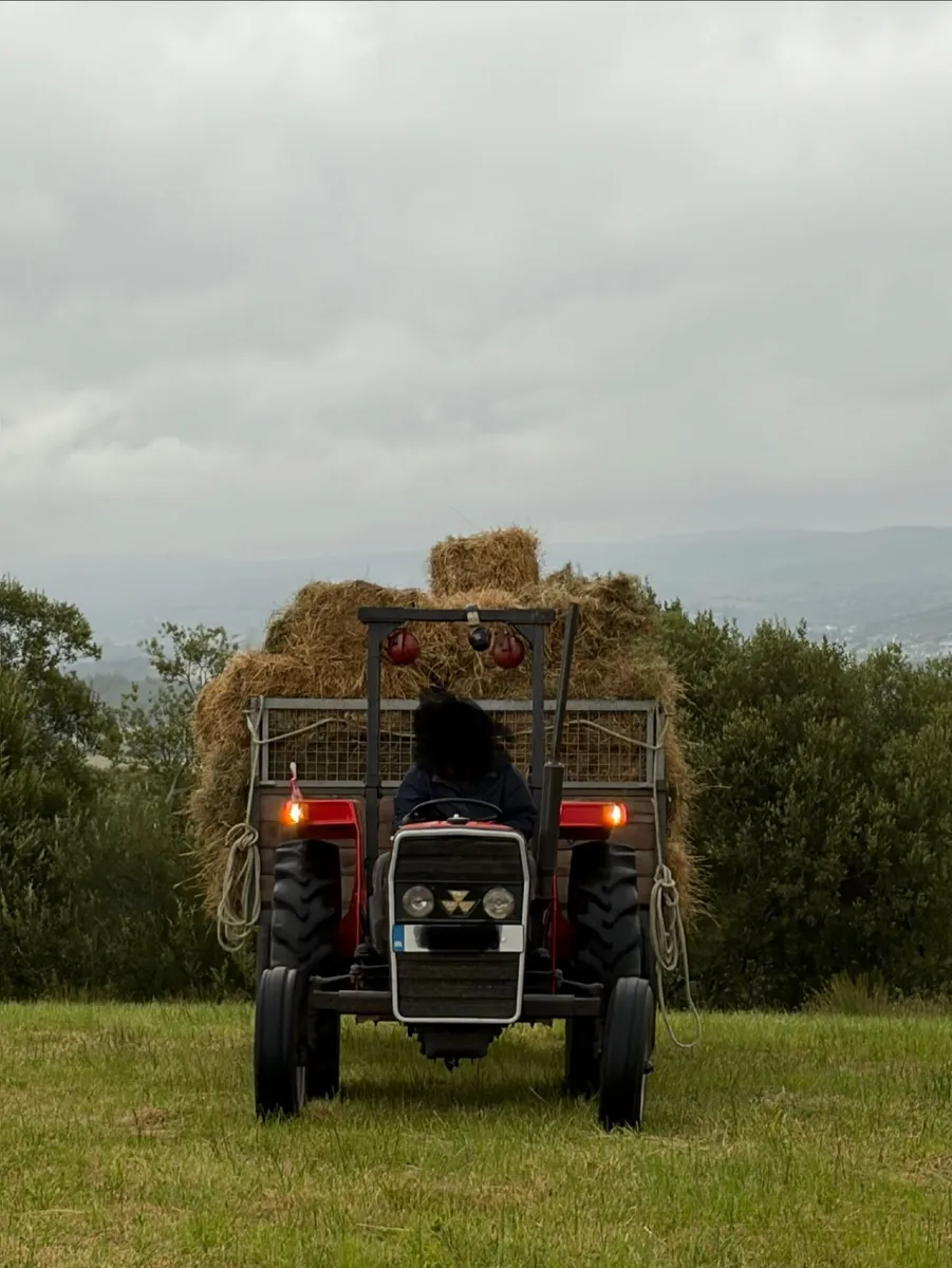 Hay - Image 4