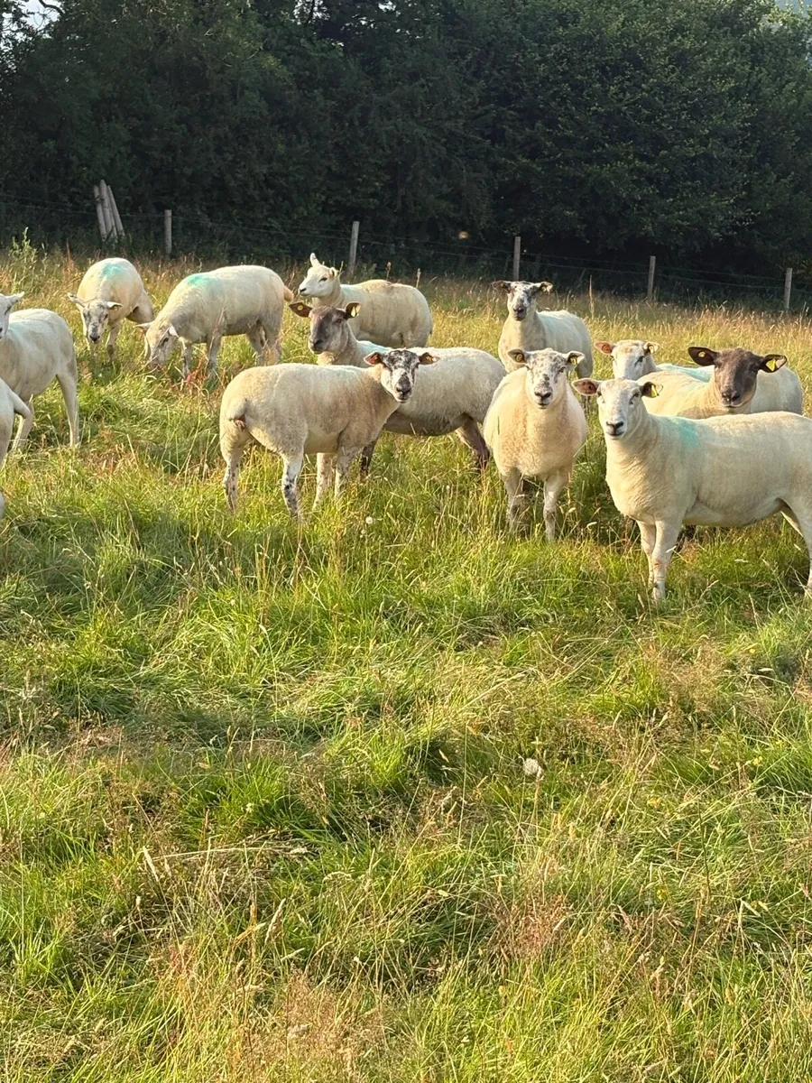 Hoggets - Image 2