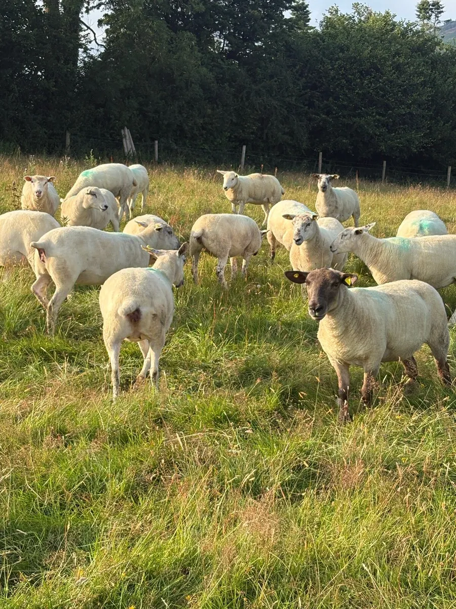 Hoggets - Image 1