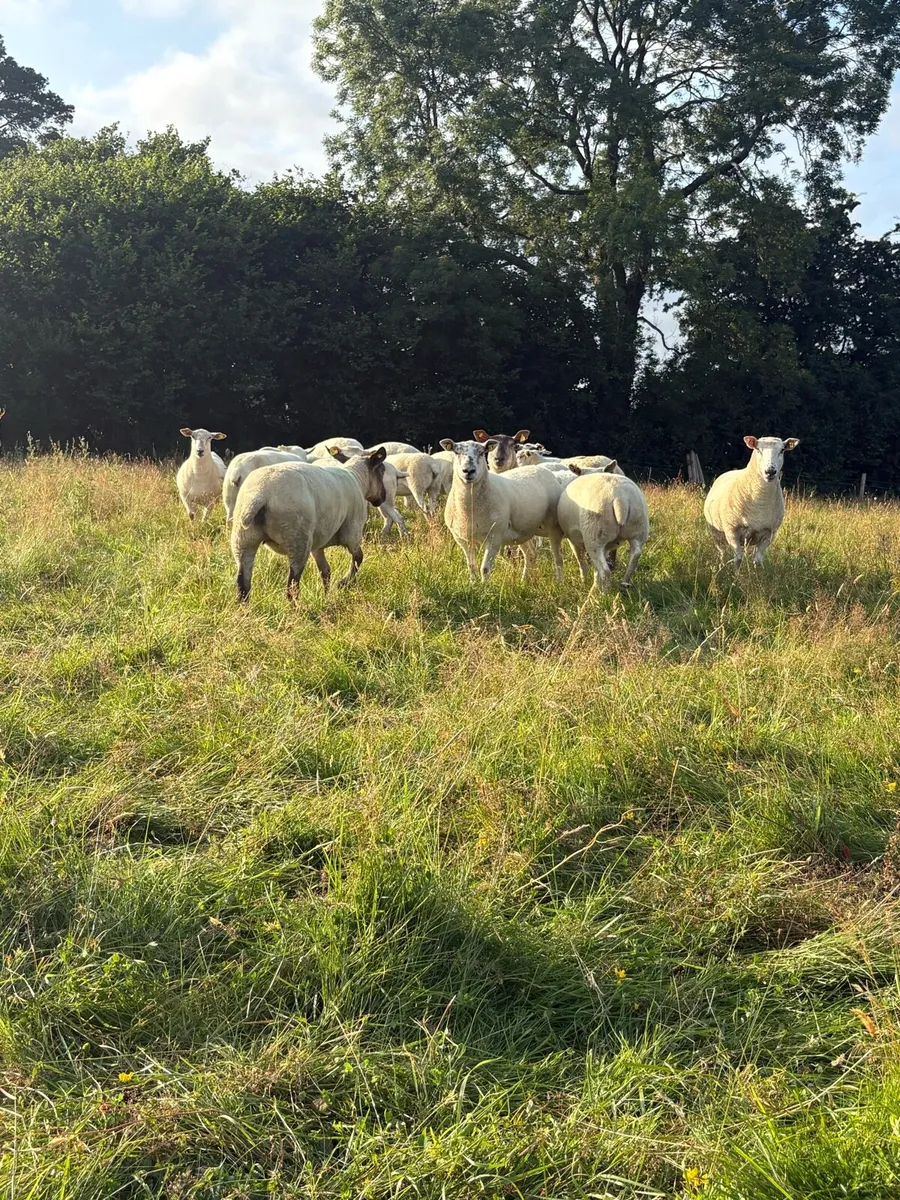 Hoggets - Image 3