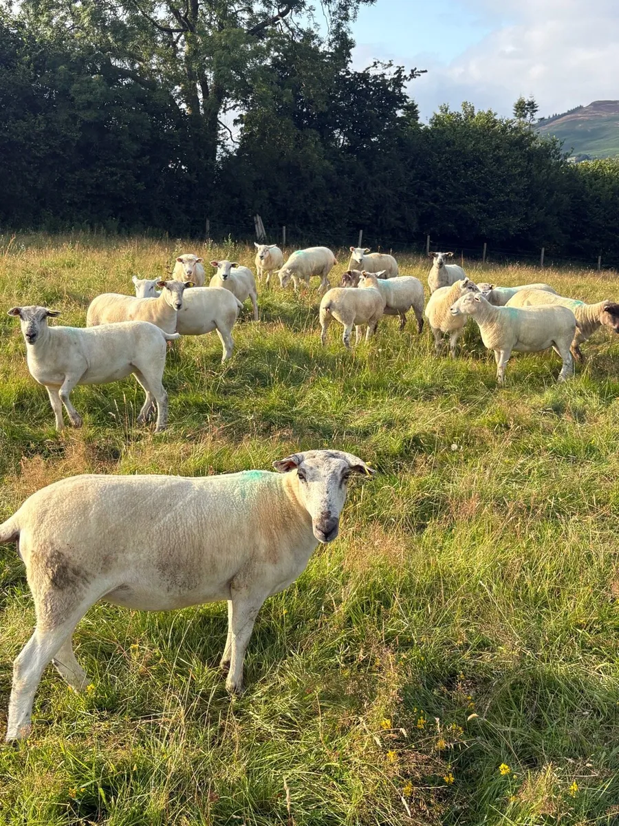 Hoggets - Image 4