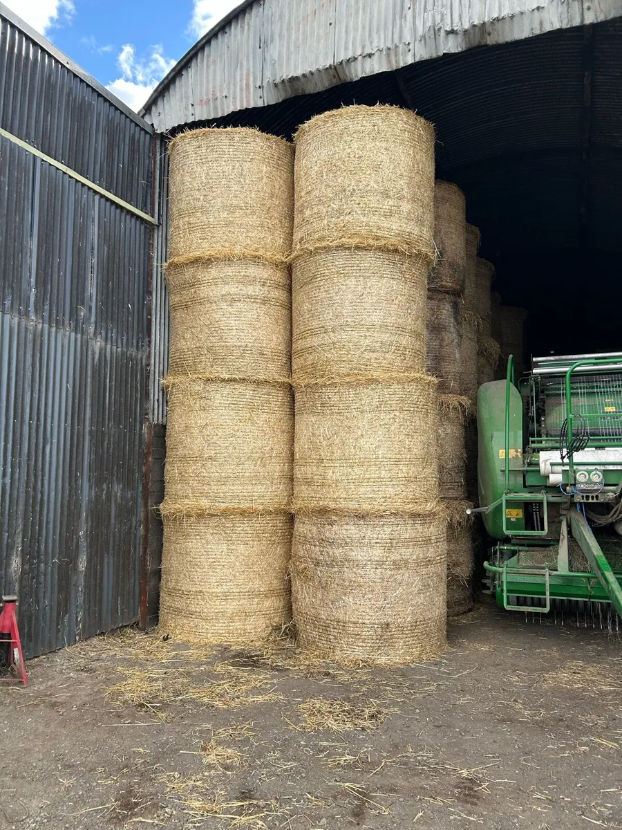 Winter barley straw - Image 2