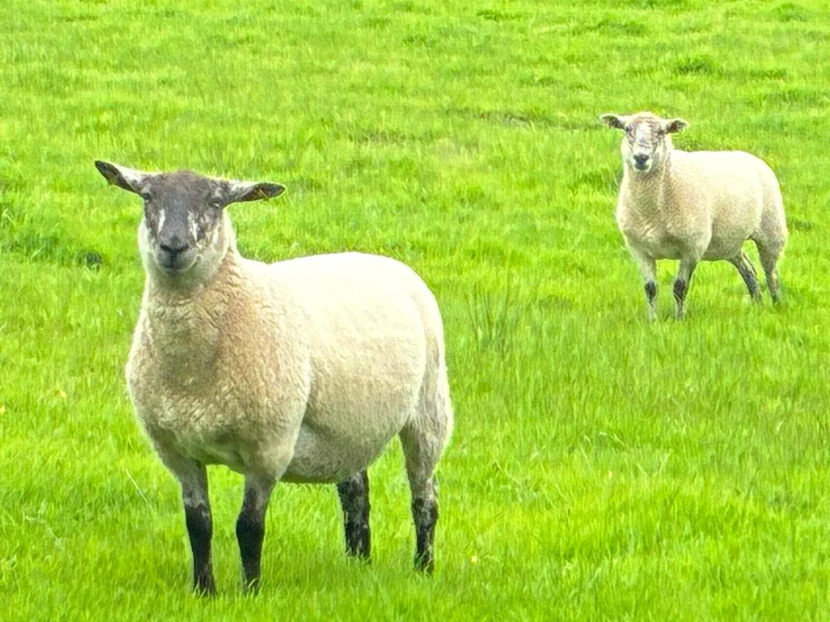 Breeding Hoggets - Image 4