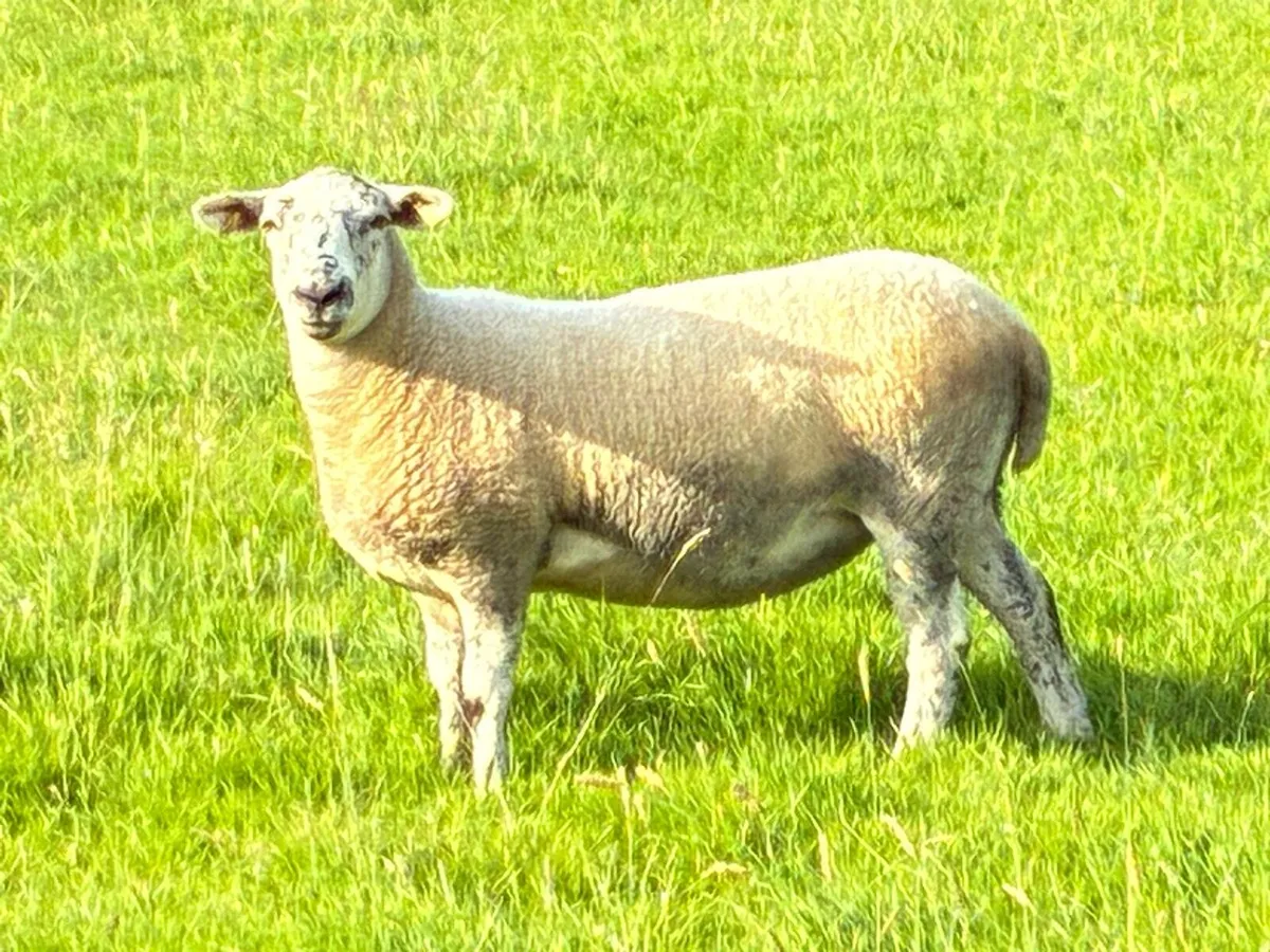 Breeding Hoggets - Image 2