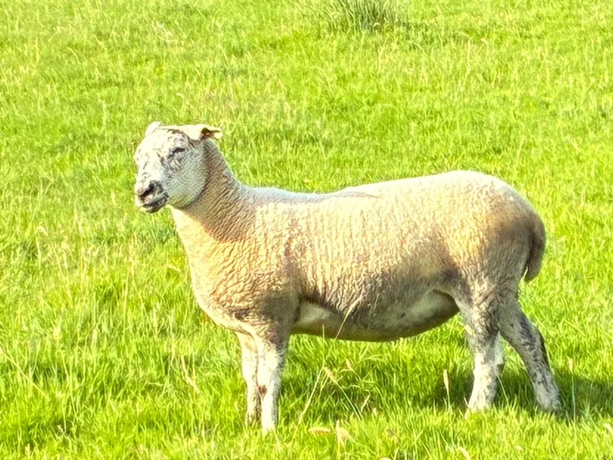 Breeding Hoggets - Image 3