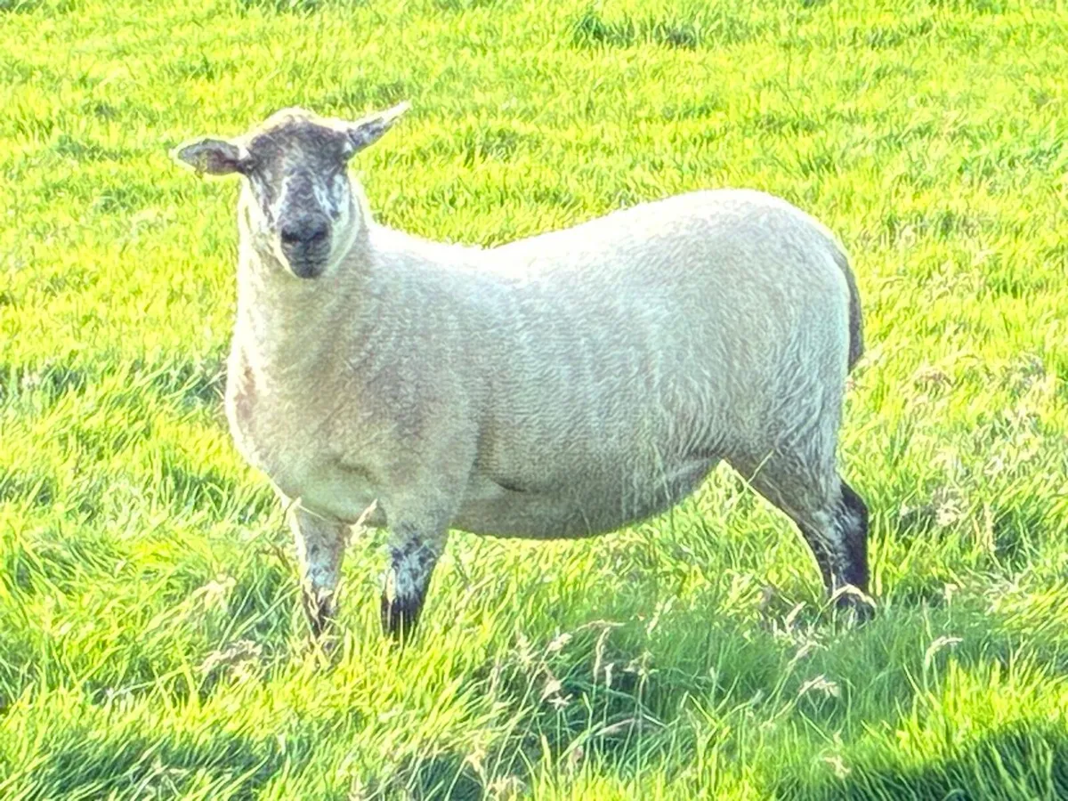 Breeding Hoggets - Image 1