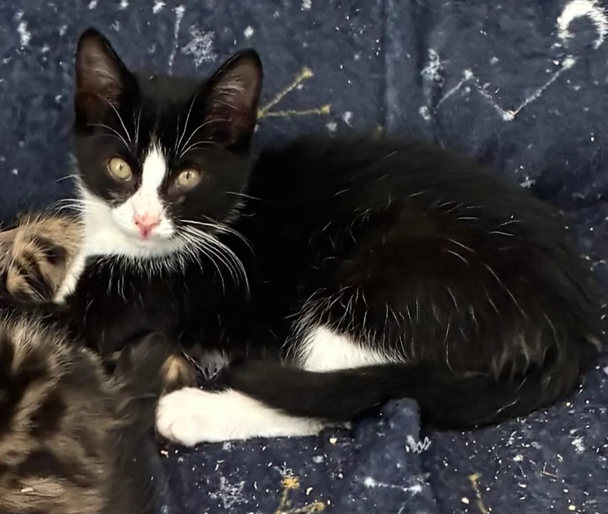 Catstrust adoption and protection. Rescued . - Image 3