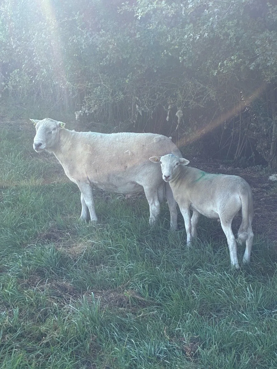 Easycare Ram - Image 1