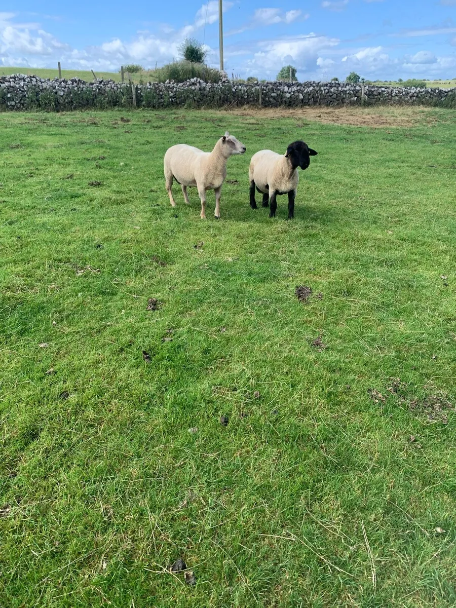 Sheep - Image 1