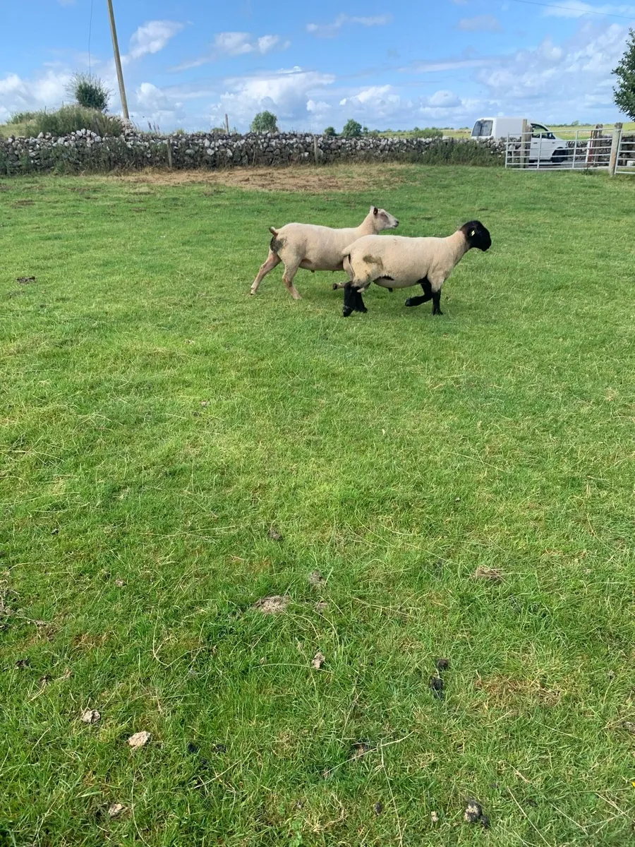 Sheep - Image 2