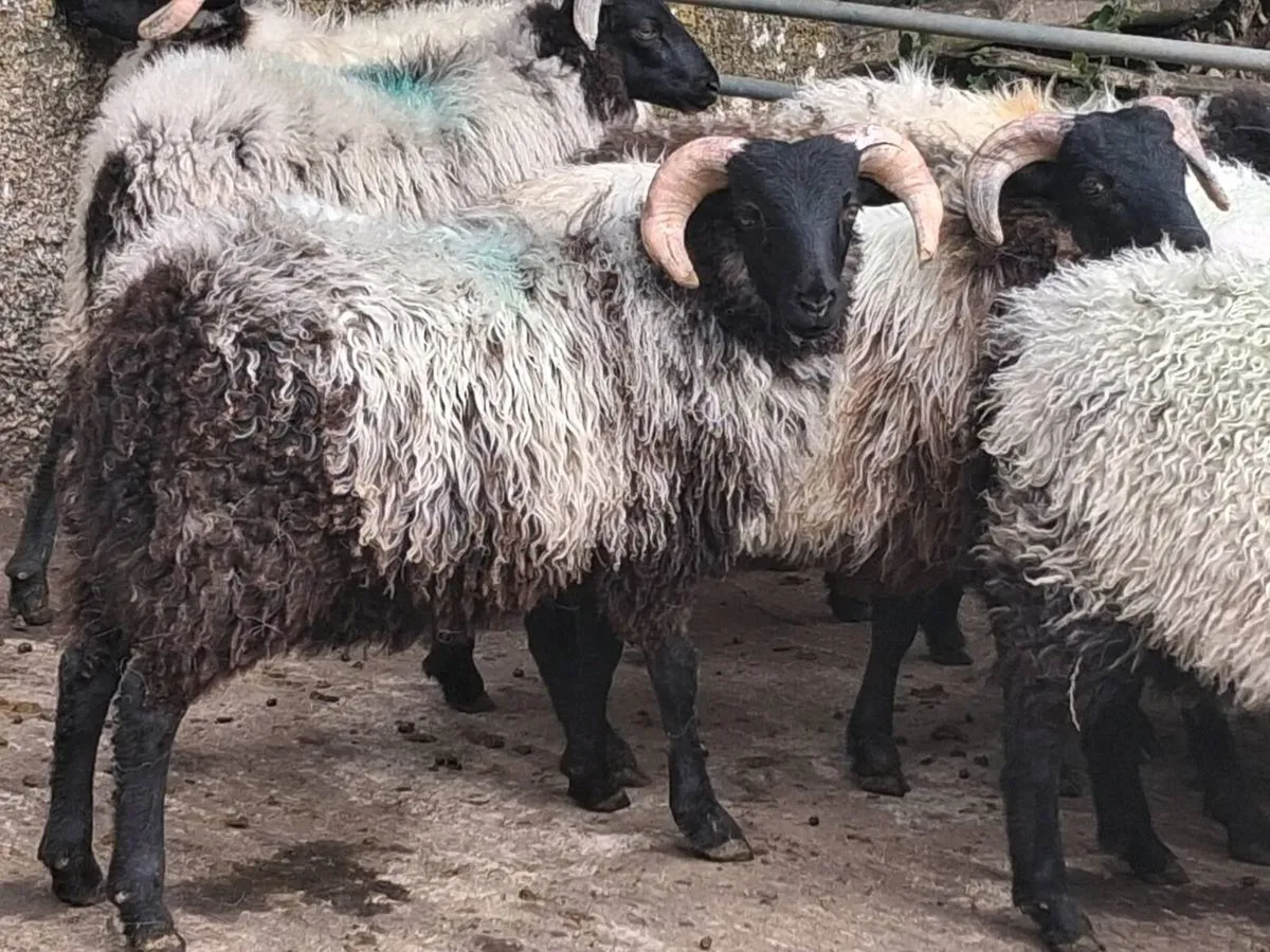 19 Horned Ram Lamb's - Image 2