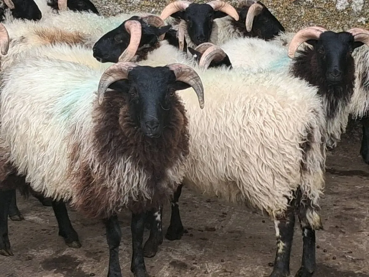 19 Horned Ram Lamb's - Image 3