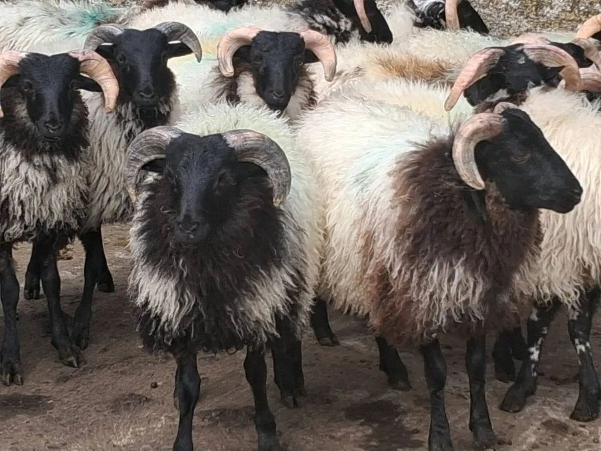 19 Horned Ram Lamb's - Image 4