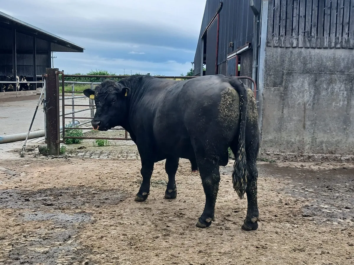 AA Bull - Image 2