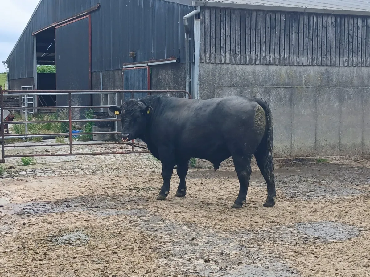 AA Bull - Image 3