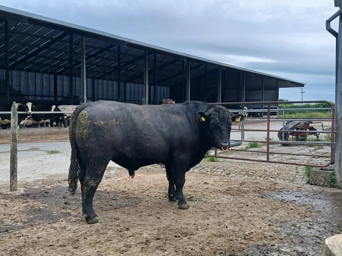 AA Bull - Image 4