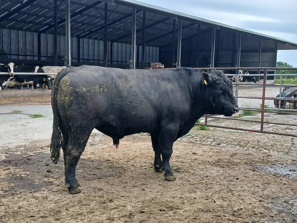 AA Bull - Image 1