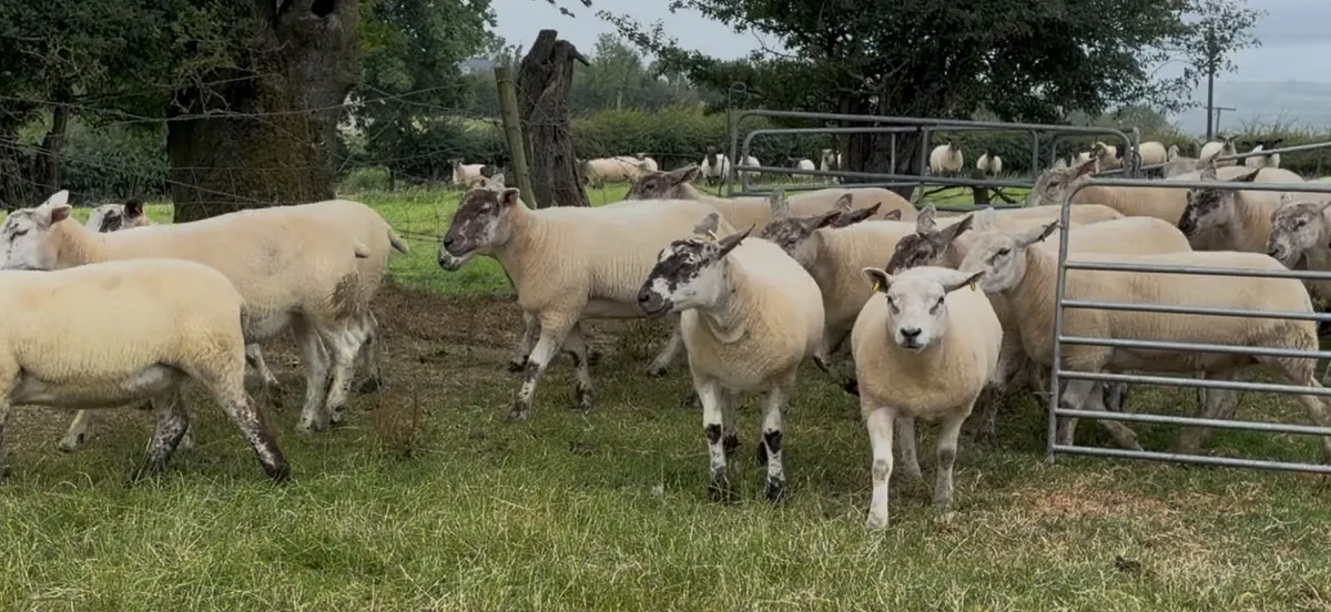 Hoggets - Image 2