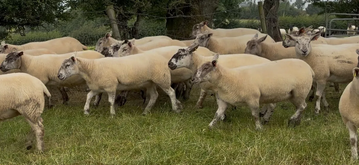 Hoggets - Image 1
