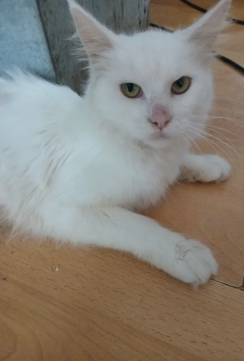 Maine coon - Image 1