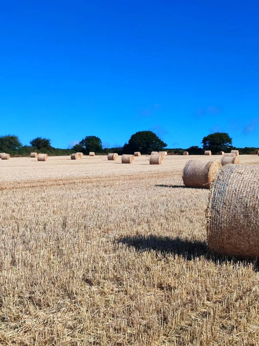 Wheaten Straw - Image 1
