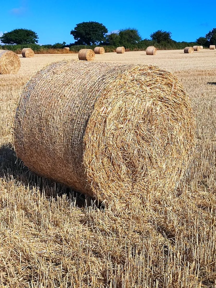 Wheaten Straw - Image 2