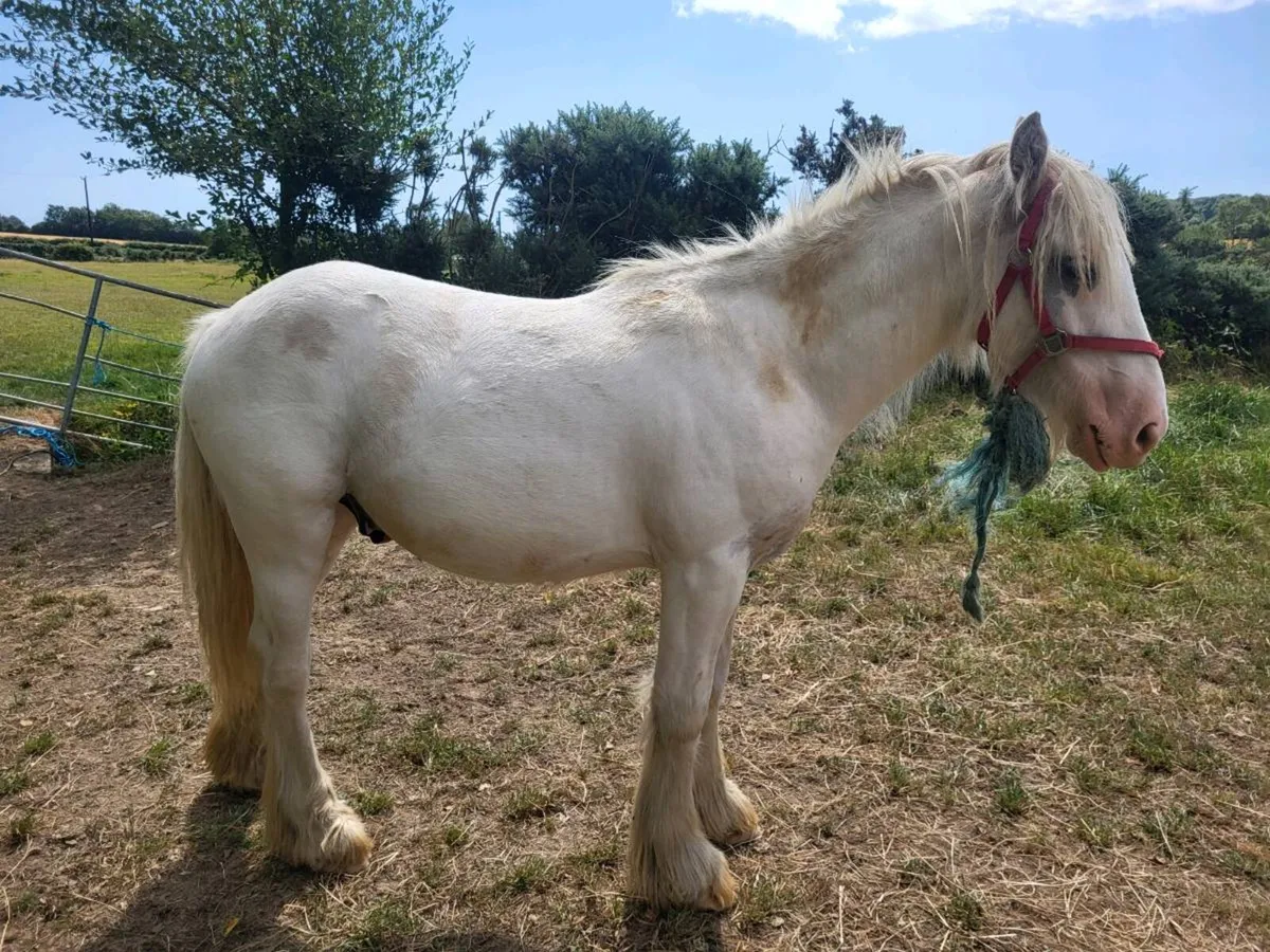 Yearling - Image 4